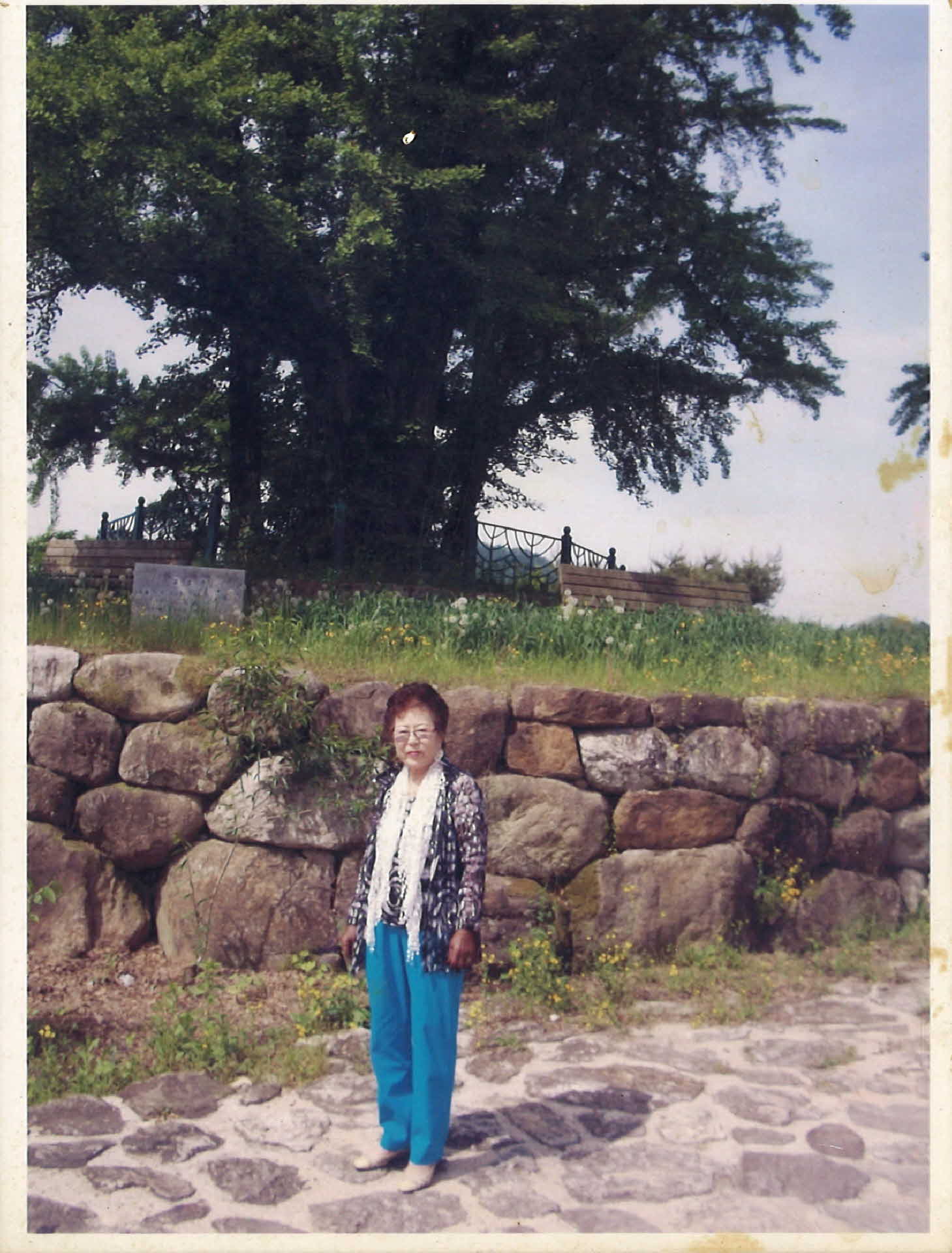 생활사진-순흥면 금선당 은행나무앞 2