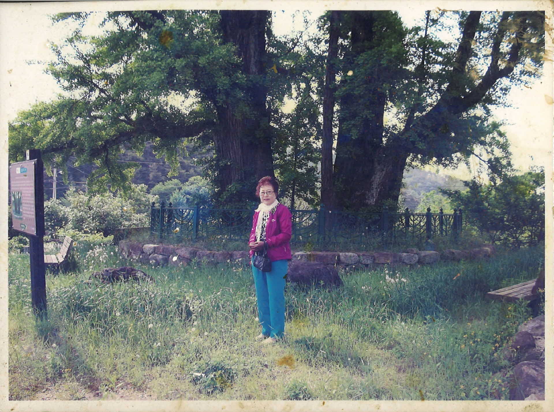 생활사진-순흥면 금선당 은행나무앞 3