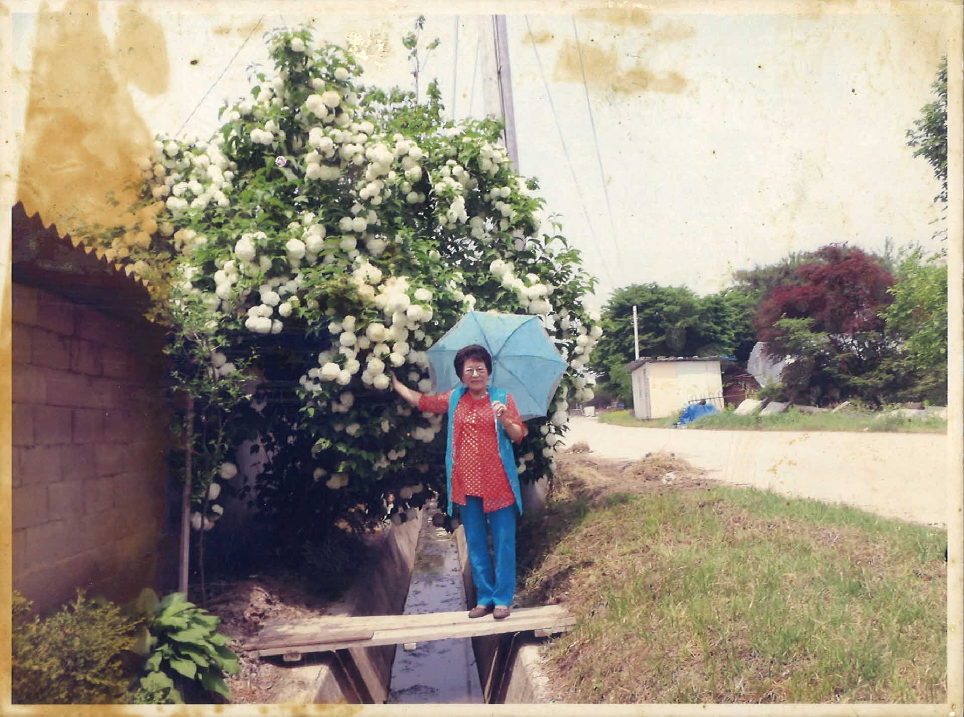 생활사진-영주자택, 수국 2