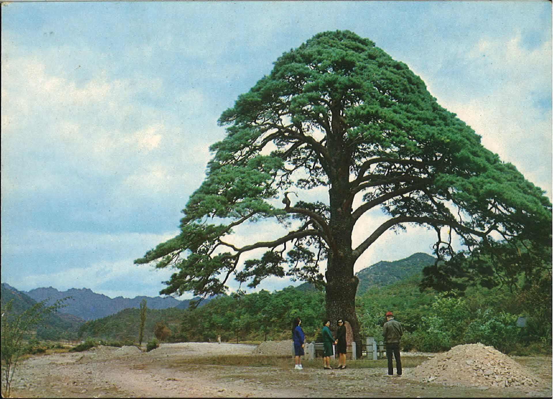 엽서-속리산 연송